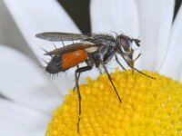 Eriothrix rufomaculata #08199 : Eriothrix rufomaculata, Parasitic fly, Sluipvlieg