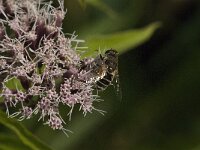 Eristalis arbustorum 25, Kleine bijvlieg, Saxifraga-Jan van der Straaten