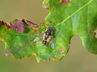 Eristalis arbustorum 27, Kleine bijvlieg, Saxifraga-Tom Heijnen