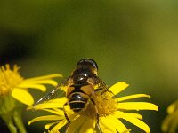Eristalis horticola 6, Bosbijvlieg, Saxifraga-Jan van der Straaten