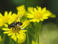 Eristalis horticola 7, Bosbijvlieg, Saxifraga-Jan van der Straaten