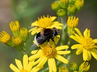 Eristalis intricaria 12, Hommelbijvlieg, Saxifraga-Gerard de Jong : Eristalis intricaria, Hommelbijvlieg, Insect, Macro, Overig, Saxifraga Beeldbank, Zweefvlieg