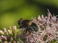 Eristalis intricaria 13, Hommelbijvlieg, Saxifraga-Jan van der Straaten