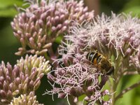 Eristalis nemorum 10, Puntbijvlieg, Saxifraga-Jan van der Straaten
