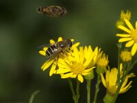 Eristalis nemorum 11, Puntbijvlieg, Saxifraga-Jan van der Straaten
