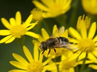 Eristalis nemorum 12, Puntbijvlieg, Saxifraga-Jan van der Straaten