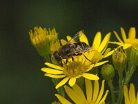 Eristalis nemorum 13, Puntbijvlieg, Saxifraga-Jan van der Straaten