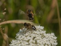 Eristalis nemorum 18, Puntbijvlieg, Saxifraga-Kees Laarhoven