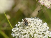 Eristalis nemorum 20, Puntbijvlieg, Saxifraga-Kees Laarhoven