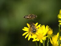 Eristalis nemorum 21, Puntbijvlieg, Saxifraga-Jan van der Straaten