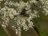 Eristalis nemorum 22, Puntbijvlieg, Saxifraga-Jan van der Straaten