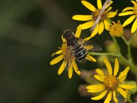 Eristalis nemorum 32, Puntbijvlieg, Saxifraga-Jan van der Straaten