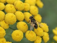 Eristalis nemorum 36, Puntbijvlieg, Saxifraga-Tom Heijnen