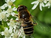 Eristalis nemorum 37, Puntbijvlieg, Saxifraga-Ben Delbaere  IICSA���II