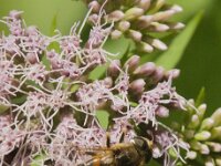 Eristalis nemorum 4, Puntbijvlieg, Saxifraga-Jan van der Straaten