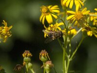 Eristalis nemorum 6, Puntbijvlieg, Saxifraga-Jan van der Straaten
