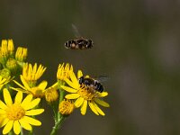 Eristalis nemorum 7, Puntbijvlieg, Saxifraga-Gerard de Jong : Eristalis nemorum, Insect, Macro, Overig, Puntbijvlieg, Saxifraga Beeldbank, Zweefvlieg