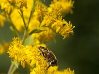 Eristalis nemorum 8, Puntbijvlieg, Saxifraga-Jan van der Straaten