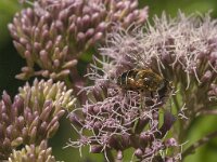 Eristalis nemorum 9, Puntbijvlieg, Saxifraga-Jan van der Straaten