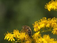 Eristalis pertinax 28, Kegelbijvlieg, Saxifraga-Jan van der Straaten