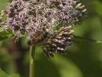 Eristalis pertinax 29, Kegelbijvlieg, Saxifraga-Jan van der Straaten