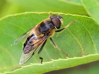 Eristalis pertinax 31, Kegelbijvlieg, Saxifraga-Tom Heijnen