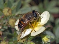 Eristalis tenax : Eristalis tenax, Blinde bij