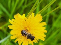 Eristalis tenax 51, Blinde bij, Saxifraga-Ben Delbaere