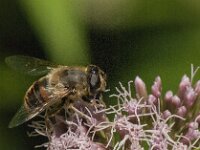 Eristalis tenax 52, Blinde bij, Saxifraga-Jan van der Straaten