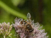 Eristalis tenax 54, Blinde bij, Saxifraga-Jan van der Straaten