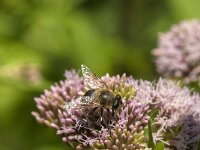 Eristalis tenax 58, Blinde bij, Saxifraga-Jan van der Straaten