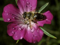 Eristalis tenax 60, Blinde bij, Saxifraga-Pieter van Breugel