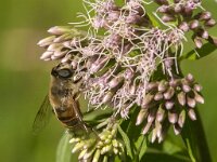 Eristalis tenax 61, Blinde bij, Saxifraga-Jan van der Straaten