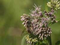 Eristalis tenax 62, Blinde bij, Saxifraga-Jan van der Straaten