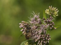 Eristalis tenax 63, Blinde bij, Saxifraga-Jan van der Straaten