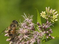 Eristalis tenax 64, Blinde bij, Saxifraga-Jan van der Straaten