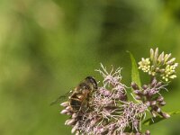 Eristalis tenax 65, Blinde bij, Saxifraga-Jan van der Straaten