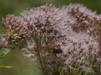 Eristalis tenax 67, Blinde bij, Saxifraga-Jan van der Straaten
