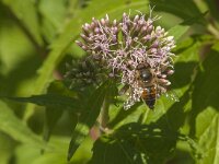 Eristalis tenax 68, Blinde bij, Saxifraga-Jan van der Straaten