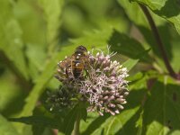 Eristalis tenax 69, Blinde bij, Saxifraga-Jan van der Straaten