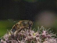 Eristalis tenax 70, Blinde bij, Saxifraga-Jan van der Straaten
