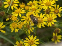 Eristalis tenax 76, Blinde bij, Saxifraga-Jan van der Straaten