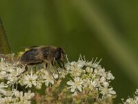 Eristalis tenax 79, Blinde bij, Saxifraga-Jan van der Straaten