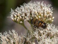 Eristalis tenax 80, Blinde bij, Saxifraga-Jan van der Straaten
