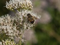 Eristalis tenax 82 Blinde bij, Saxifraga-Jan van der Straaten