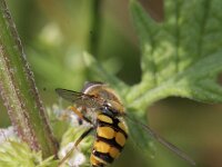 Eupeodes latifasciatus 2, Gele kommazweefvlieg, Saxifraga-Rutger Barendse