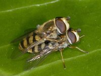 Eupeodes luniger #3301 : Eupeodes luniger, Grote Kommazwever, copula