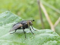 Eurithia anthophila 2, Saxifraga-Ab H Baas