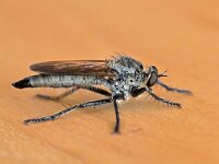 Eutolmus rufibarbis 4, Roodbaardroofvlieg, Saxifraga-Tom Heijnen