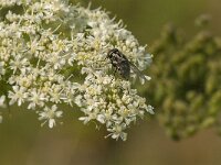 Graphomya maculata 7, Saxifraga-Jan van der Straaten